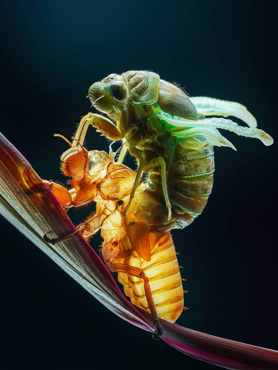 Macro Winning Photos From The 35 Photography Awards