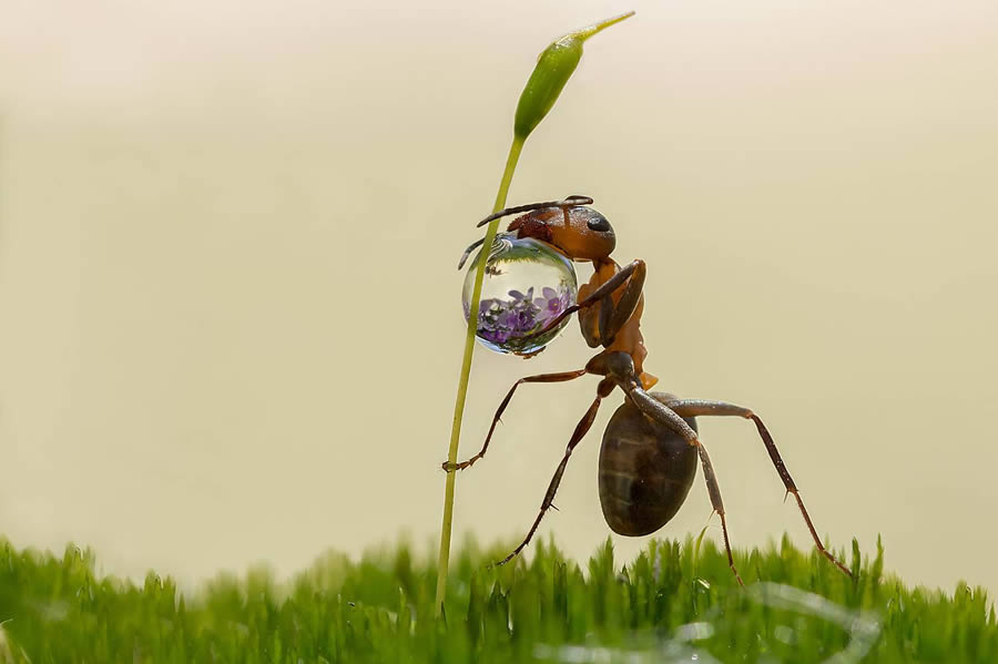 Macro Winning Photos From The 35 Photography Awards