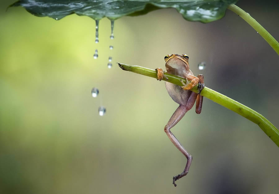 Macro Winning Photos From The 35 Photography Awards