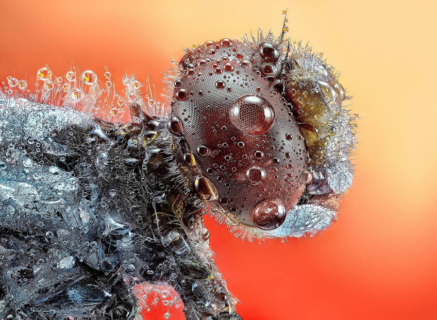 Macro Winning Photos From The 35 Photography Awards