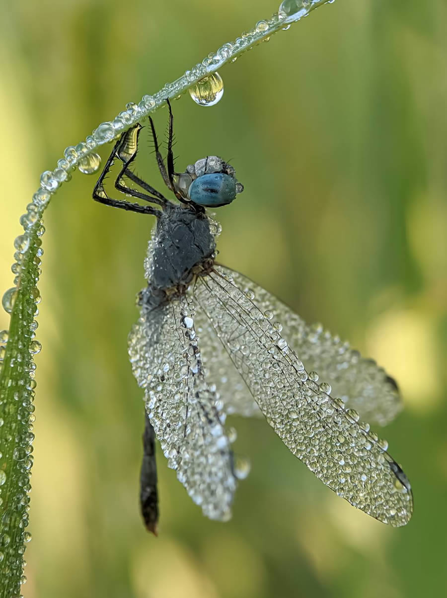 Macro Winning Photos From The 35 Photography Awards