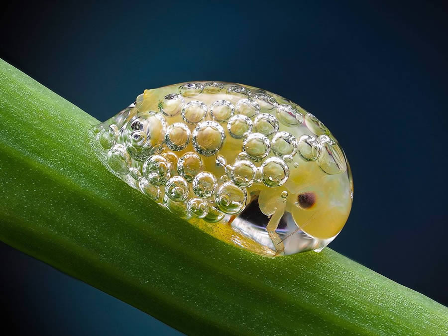 Macro Winning Photos From The 35 Photography Awards