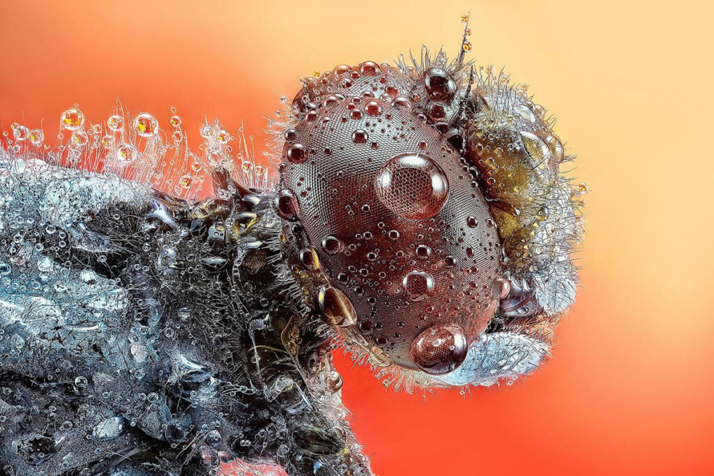 Macro Winning Photos From The 35 Photography Awards