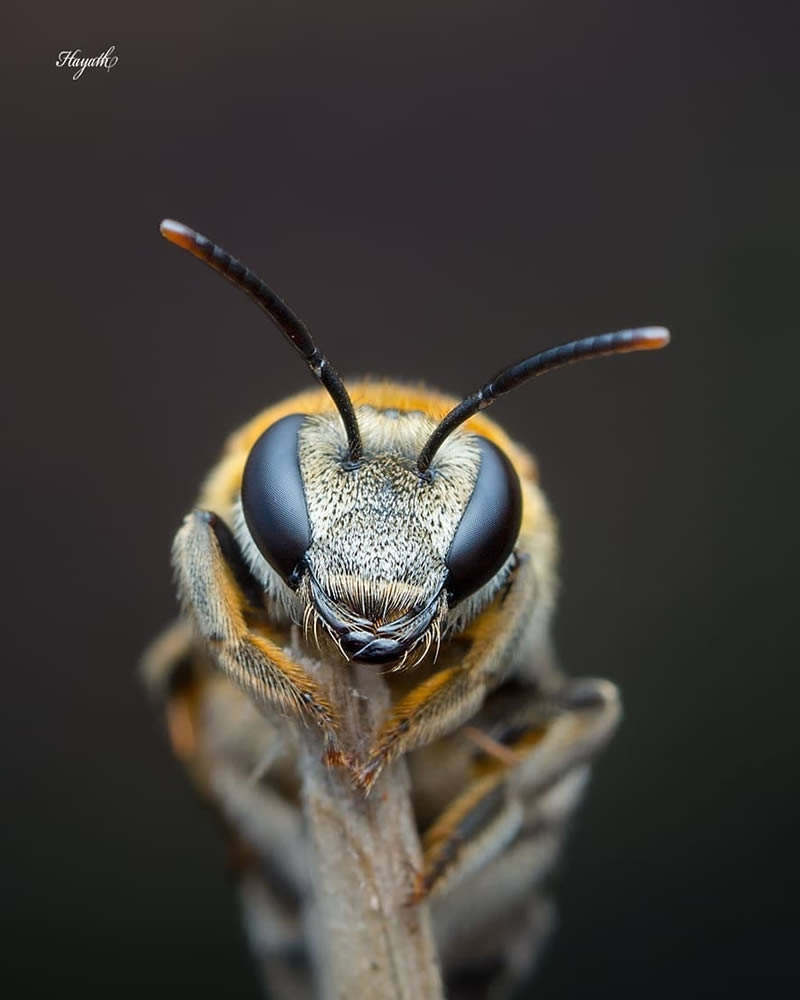 Close Up Macro Portraits Of Insects
