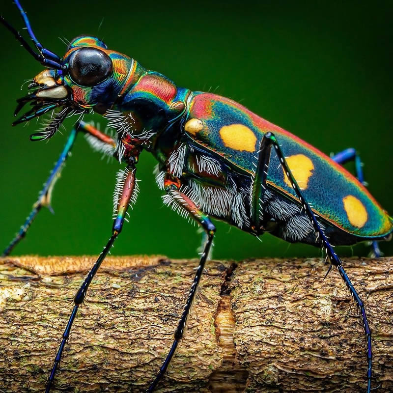 Close Up Macro Portraits Of Insects