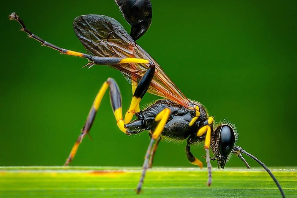 Close Up Macro Portraits Of Insects