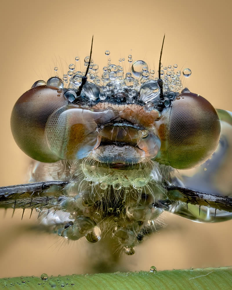 Macro Photos Of Insects By Martin Cureja