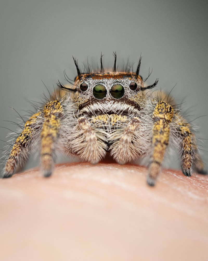 Macro Photos Of Insects By Martin Cureja
