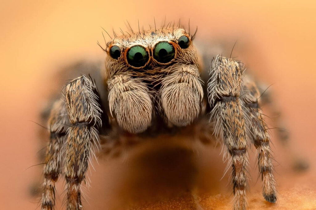 Macro Photos Of Insects By Martin Cureja