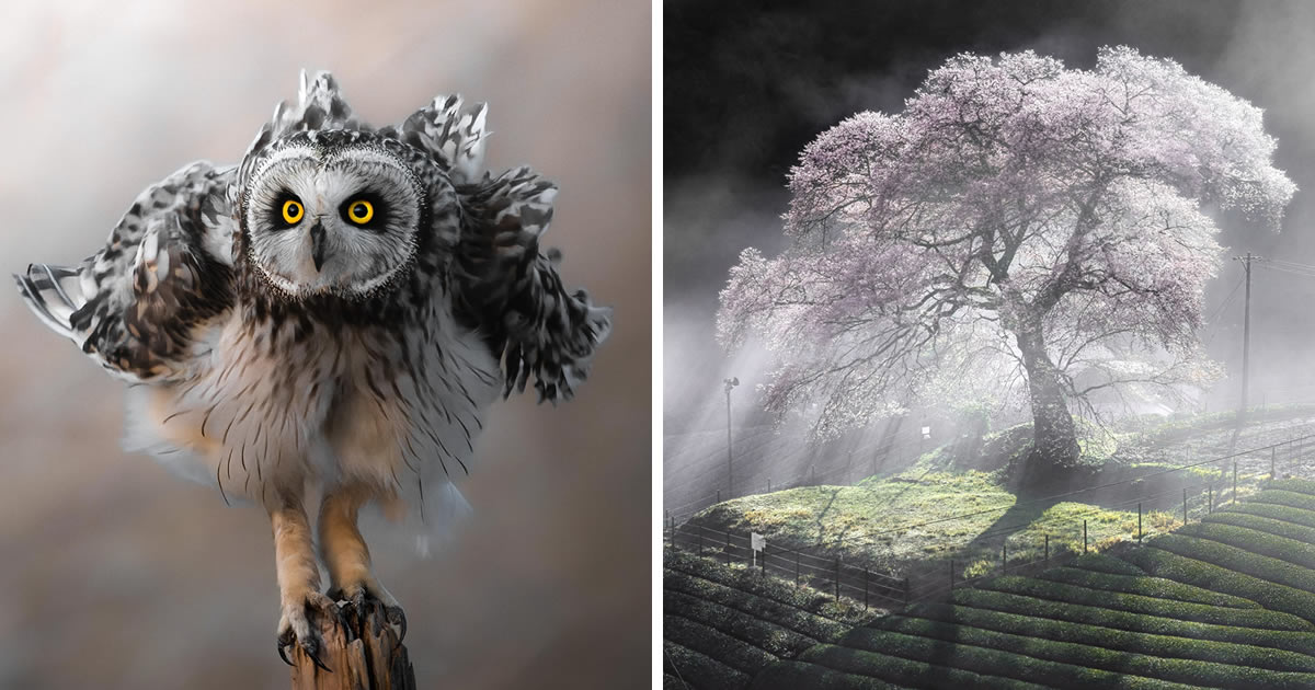 20 Astonishing Nature-Winning Photos Of The Prix De La Photographie Awards