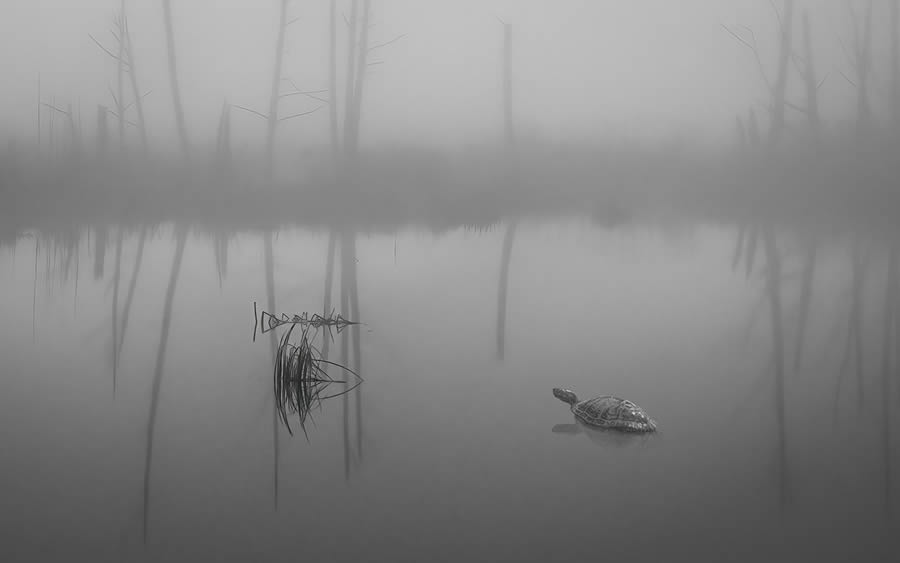 Quiet Landscapes By Darrel Rhea