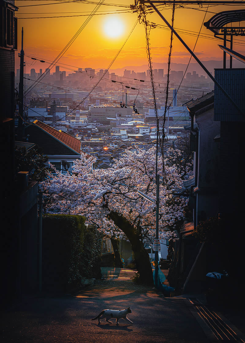Spring In Japan By Hisa Matsumura