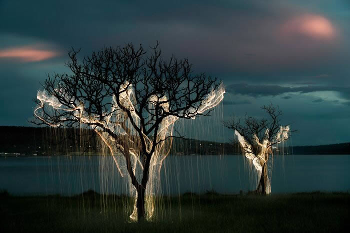 Trees Filled With Sparkles Of Light By Vitor Schietti