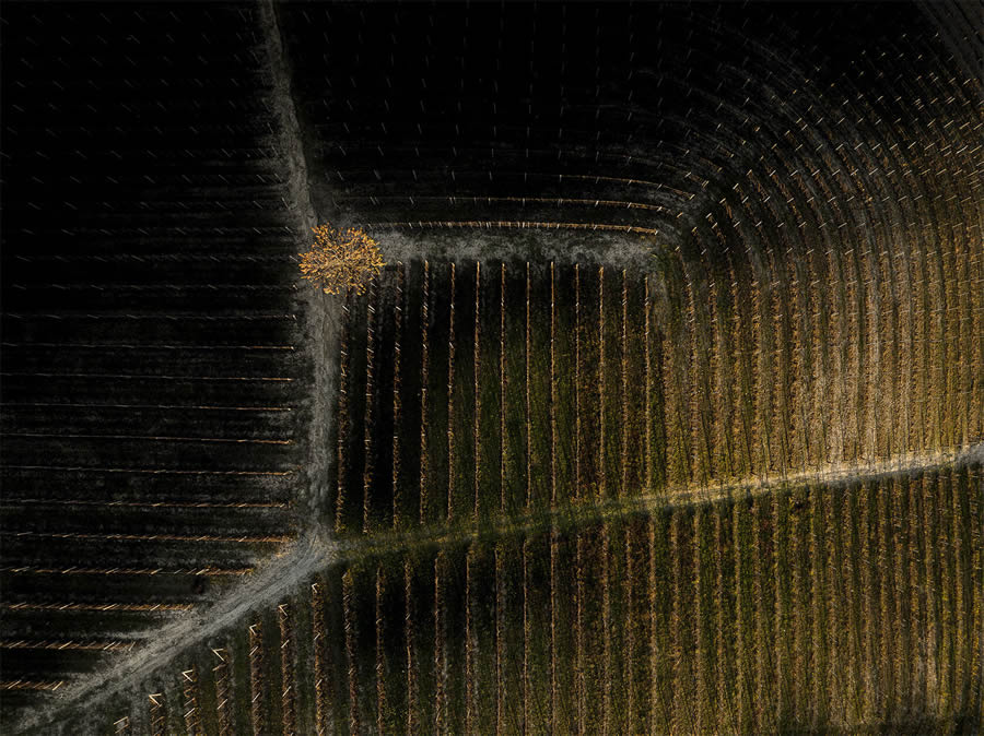 Aerial Photography Of Vineyards By Tiago And Tania