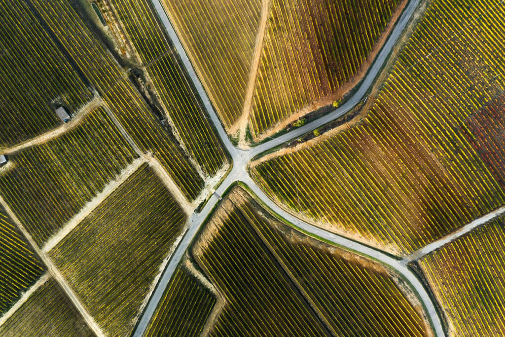 Aerial Photography Of Vineyards By Tiago And Tania