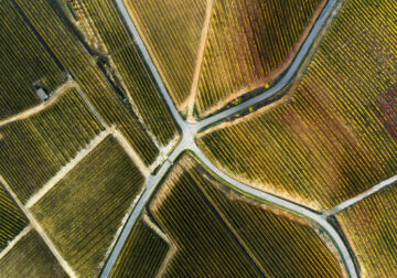 Aerial Photography Of Vineyards By Tiago And Tania