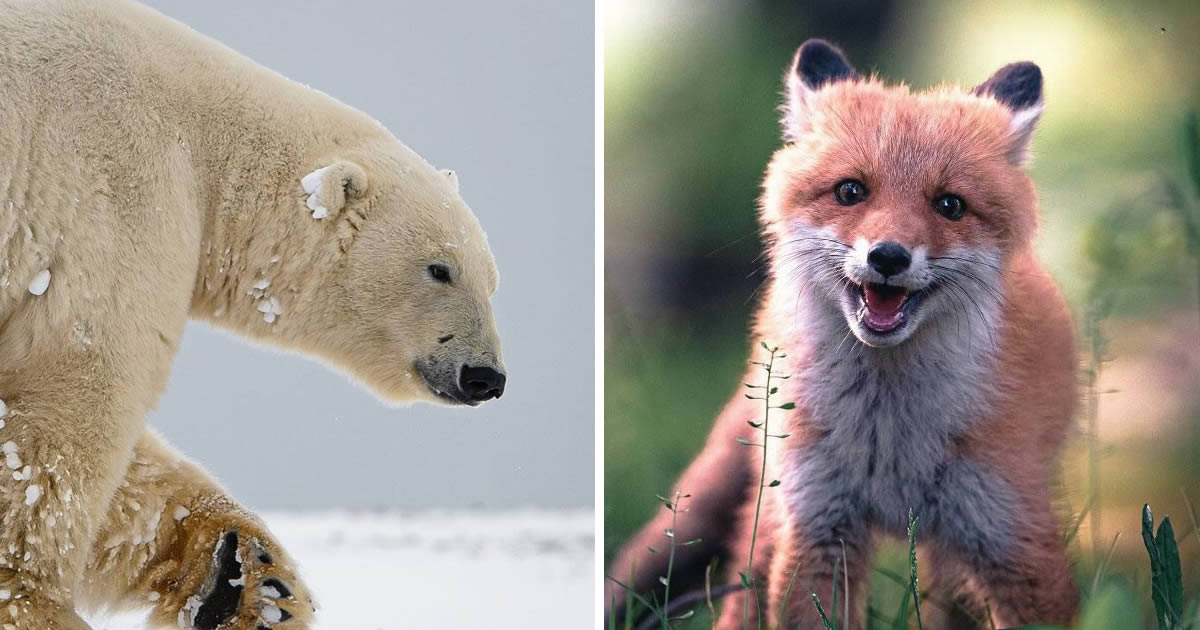 Finnish Photographer Konsta Punkka Captures Stunning Close-Up Portraits Of Wild Animals