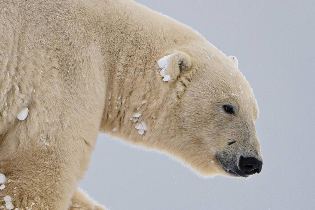 Close-Up Portraits Of Wild Animals By Konsta Punkka