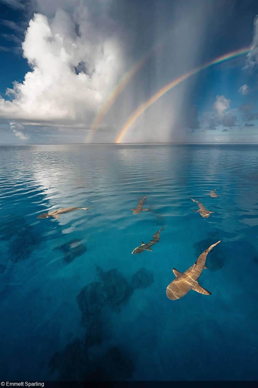 United Nations World Oceans Day Photo Contest Winners