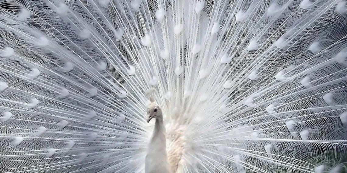 A white albino peacock displaying its fully fanned tail feathers