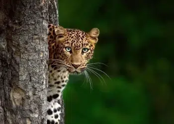 Leopard peeking from behind a tree trunk in a lush green forest