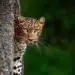 Leopard peeking from behind a tree trunk in a lush green forest