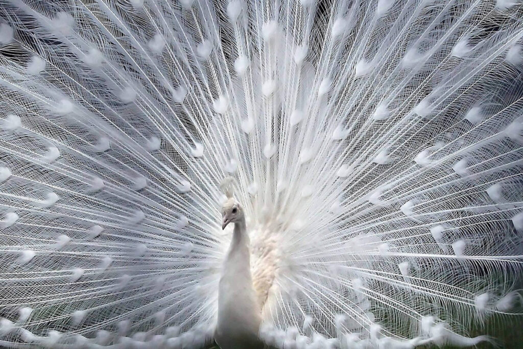 Fascinating Albino Animals Showcasing Nature's Rare Wonders