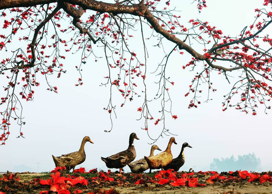 Beautiful Bangladesh Photography By Mahat Hasan