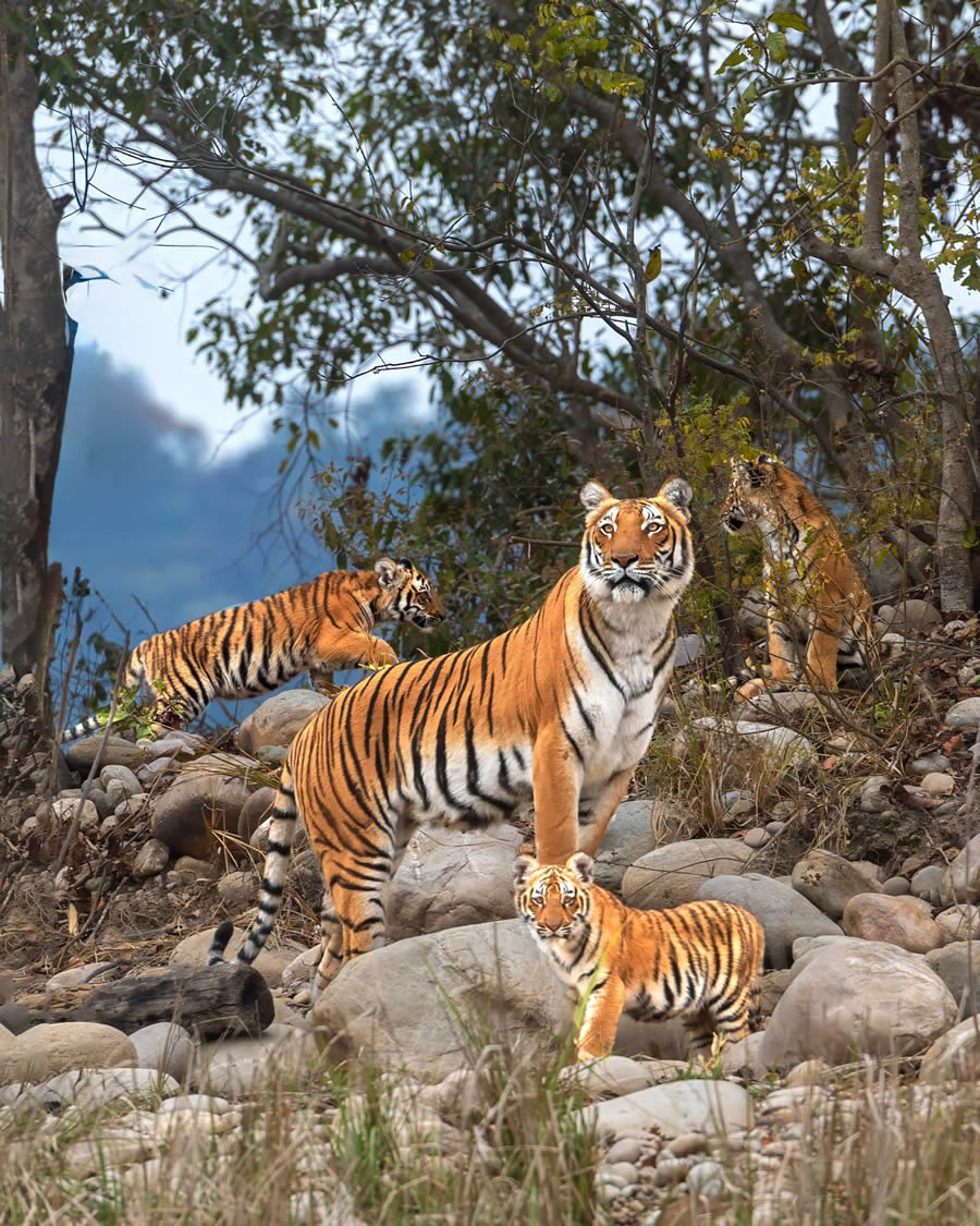 Indian Bengal Tigers Photography By Jitender Govindani