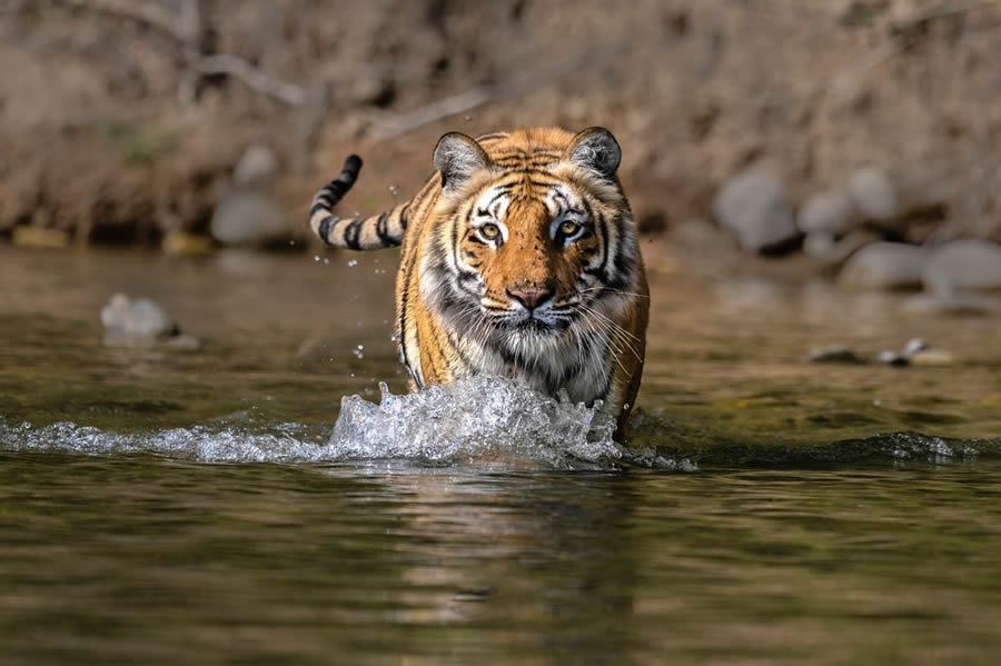 Indian Bengal Tigers Photography By Jitender Govindani