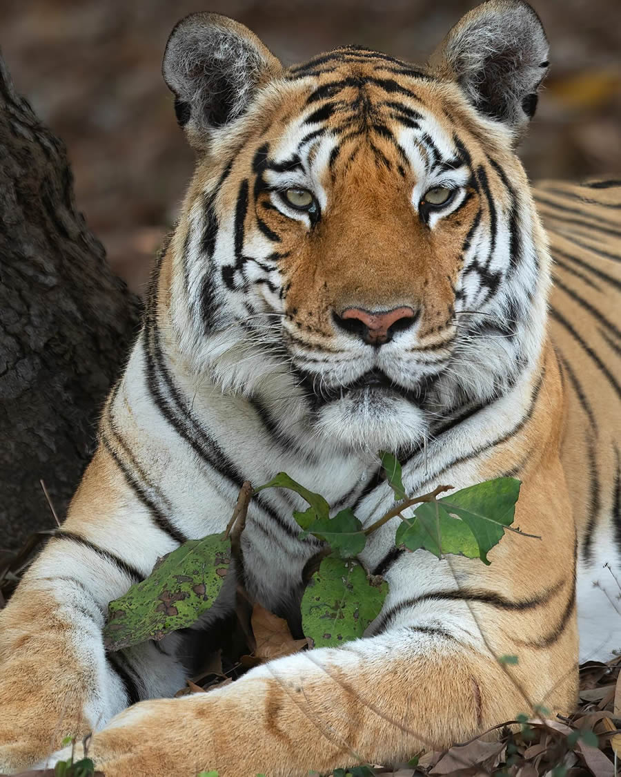 Indian Bengal Tigers Photography By Jitender Govindani