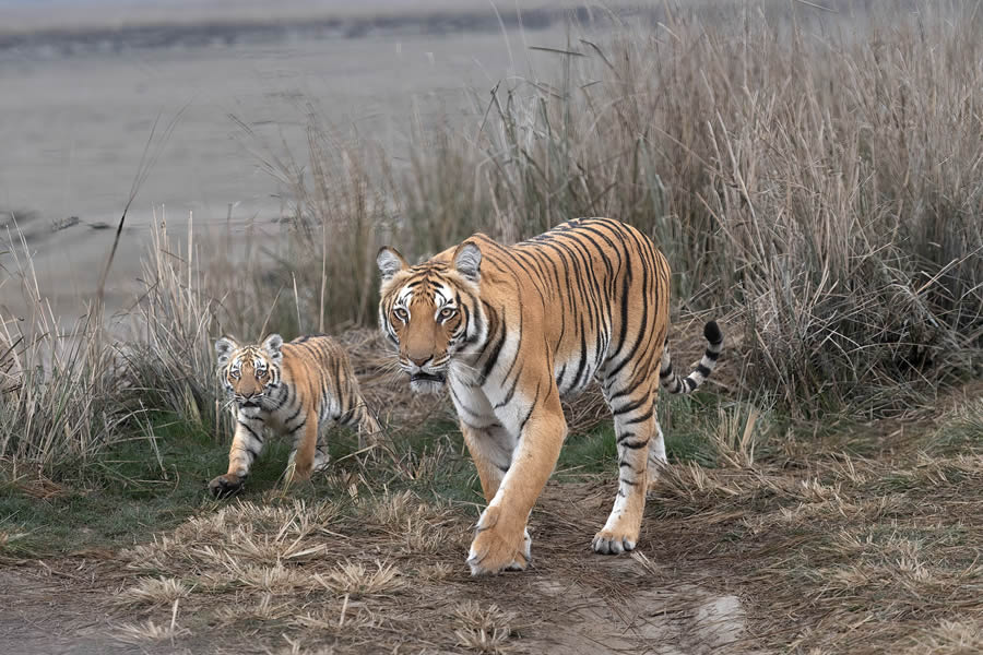 Indian Bengal Tigers Photography By Jitender Govindani