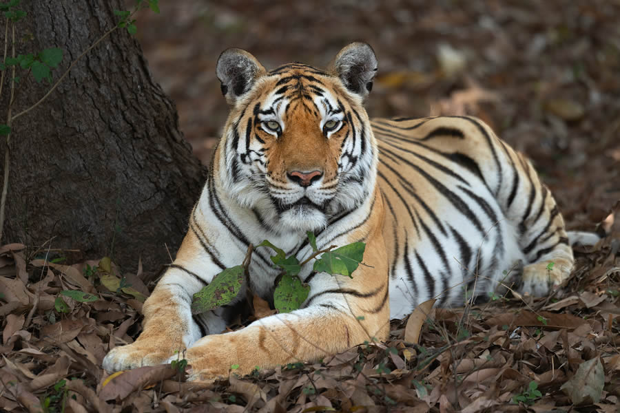 Indian Bengal Tigers Photography By Jitender Govindani