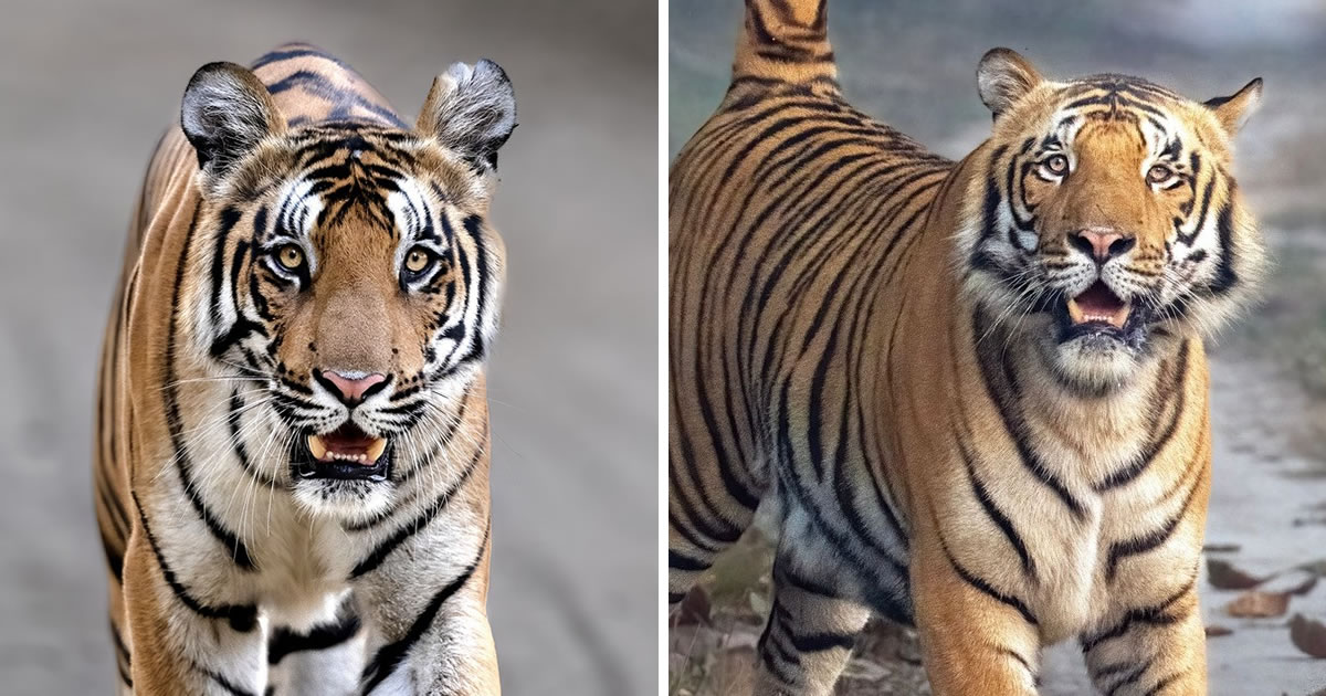 Photographer Jitender Govindani Captures Stunning Photos Of Bengal Tigers Roaming In The Jungles Of India