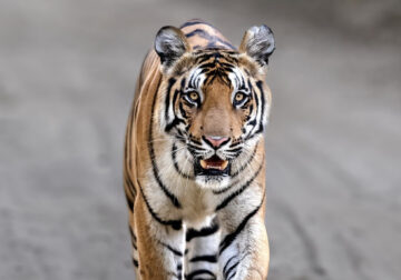 Indian Bengal Tigers Photography By Jitender Govindani