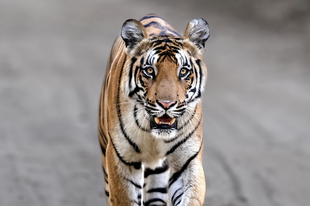 Indian Bengal Tigers Photography By Jitender Govindani