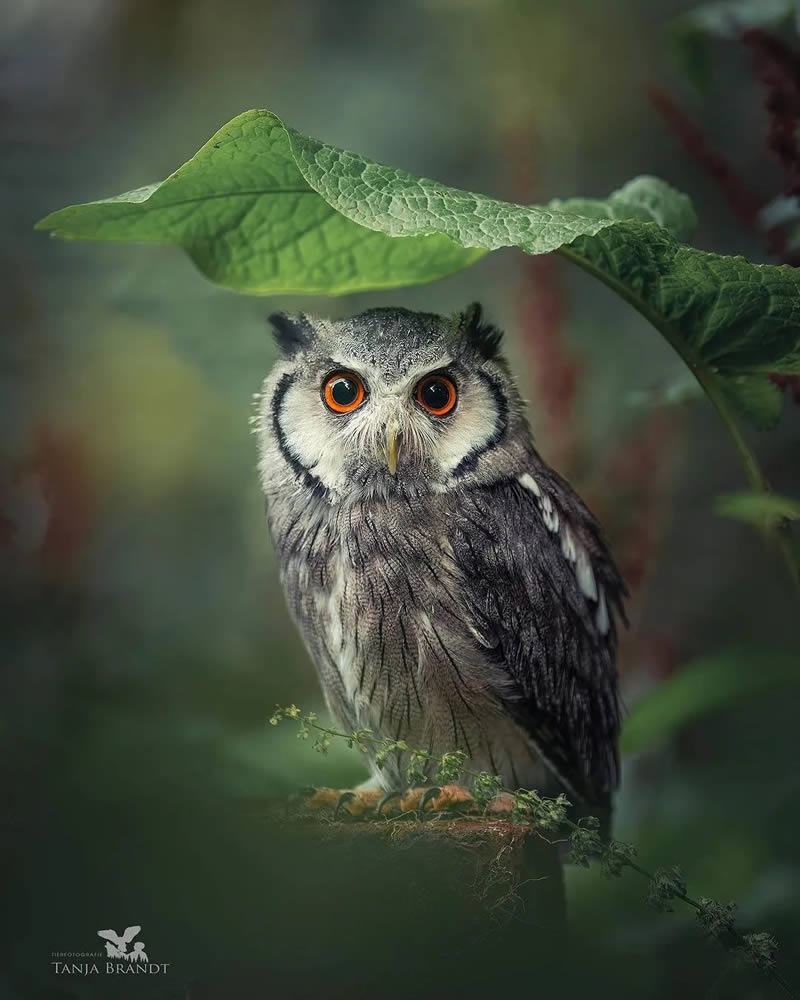 40 Mesmerizing Bird Photos Celebrating Nature’s Splendor