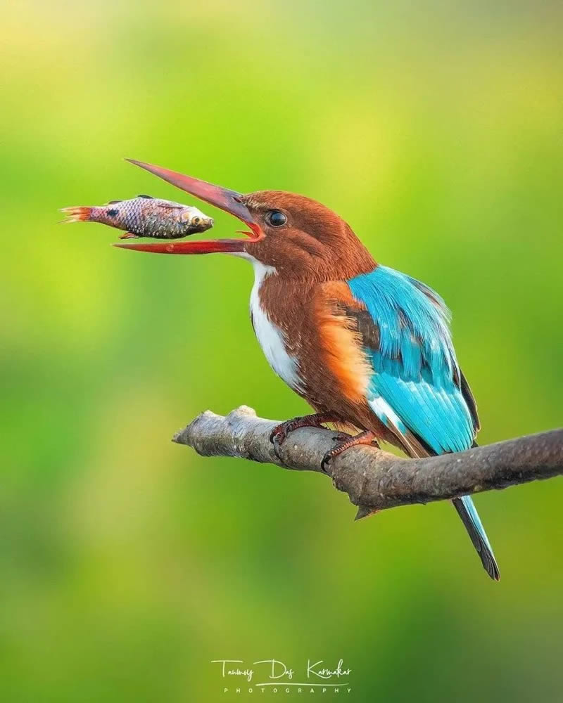 Best Bird Photography Gallery