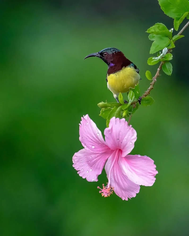 40 Mesmerizing Bird Photos Celebrating Nature’s Splendor