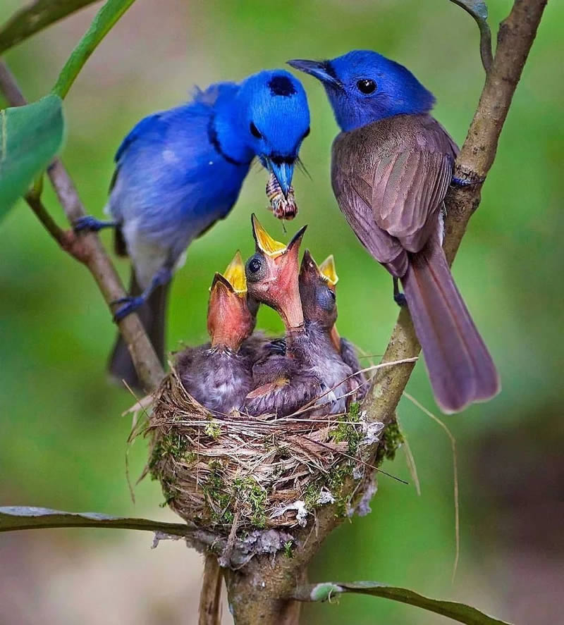 40 Mesmerizing Bird Photos Celebrating Nature’s Splendor