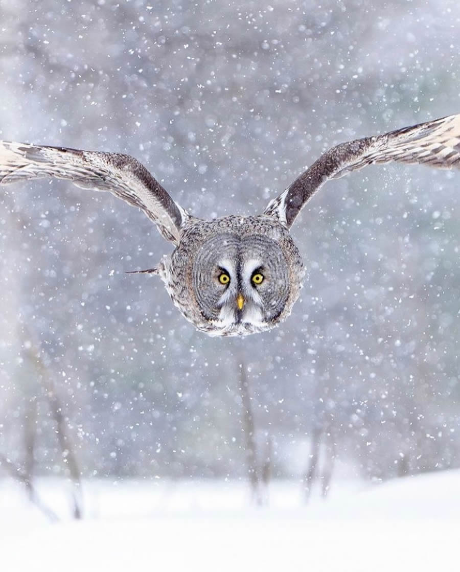 Best Bird Photos From Finland