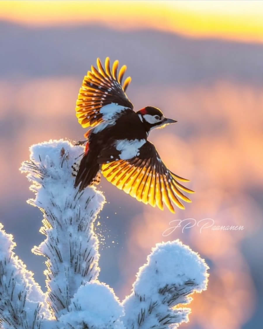 Best Bird Photos From Finland