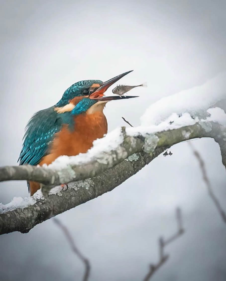 Best Bird Photos From Finland