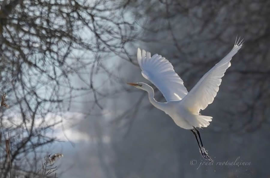 Best Bird Photos From Finland