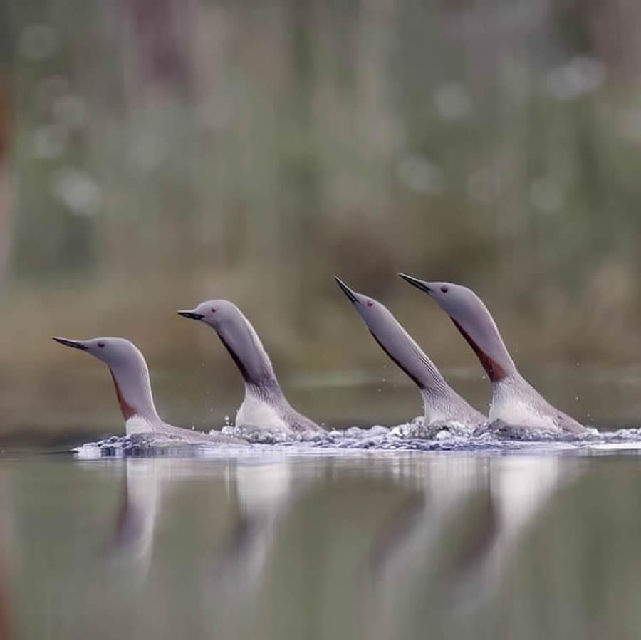 Best Bird Photos From Finland