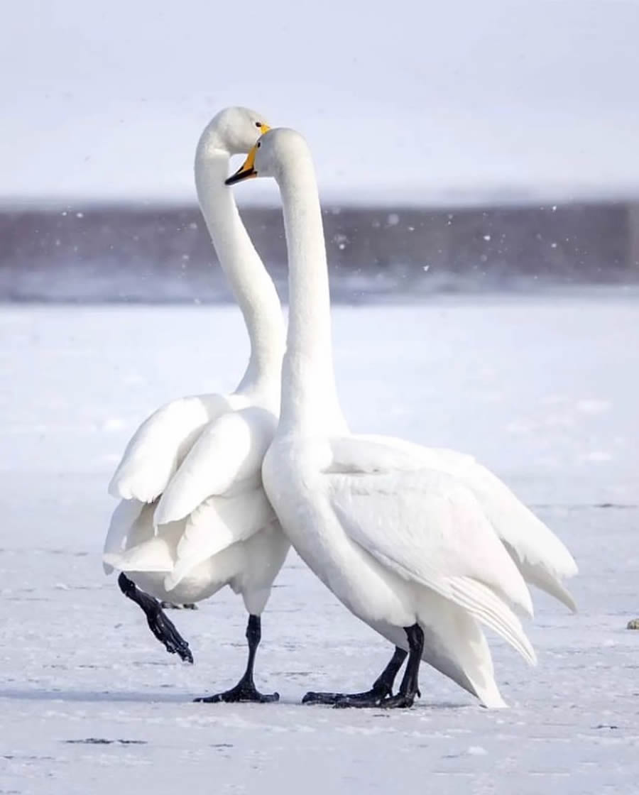 Best Bird Photos From Finland