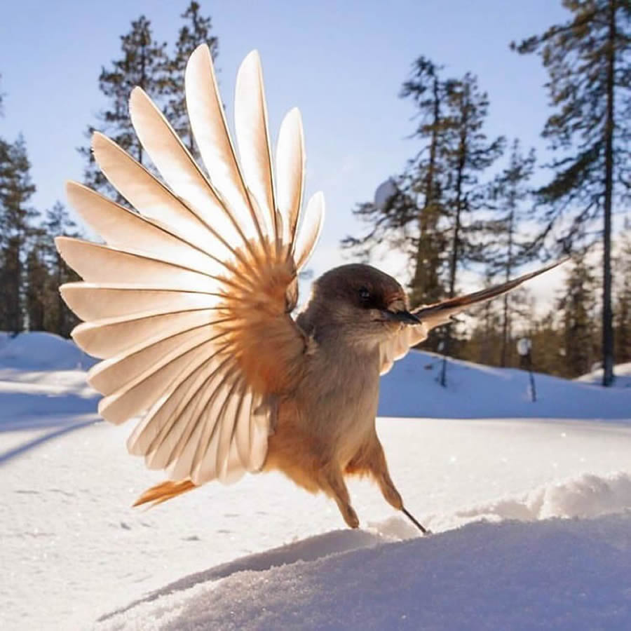 Best Bird Photos From Finland