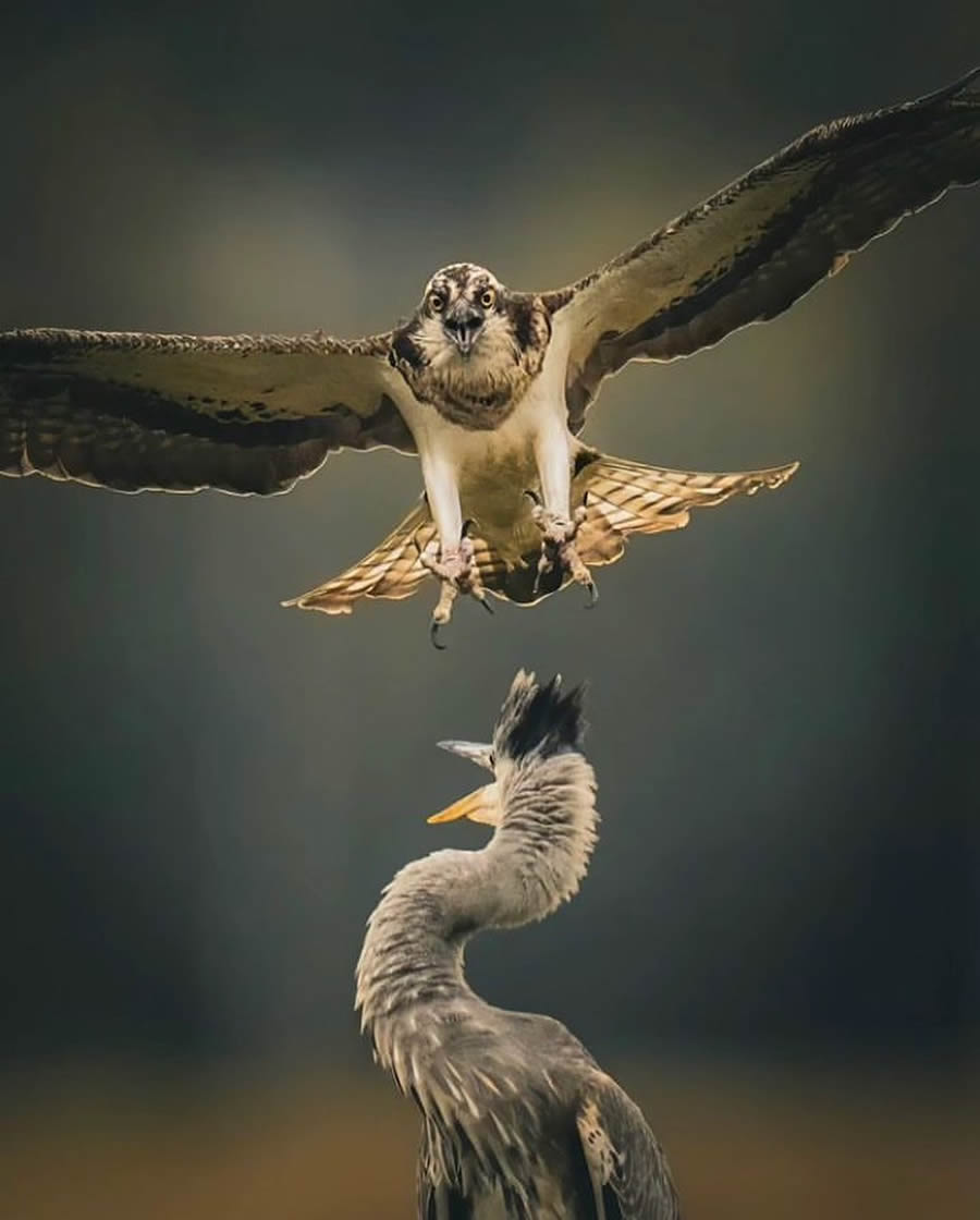 Best Bird Photos From Finland