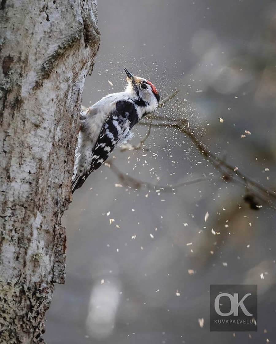 Best Bird Photos From Finland