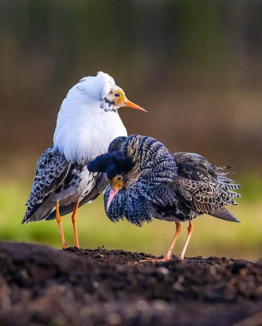 Best Bird Photos From Finland